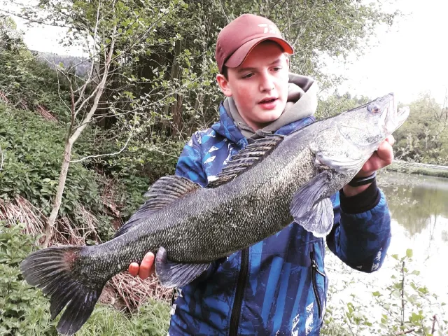 Zander