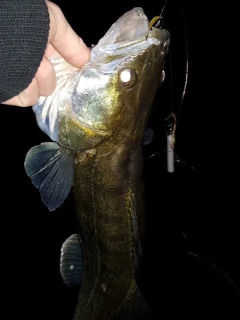 Zander