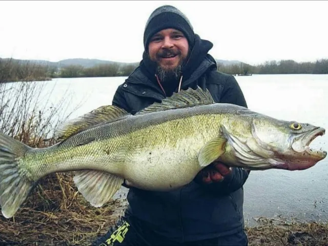 Zander