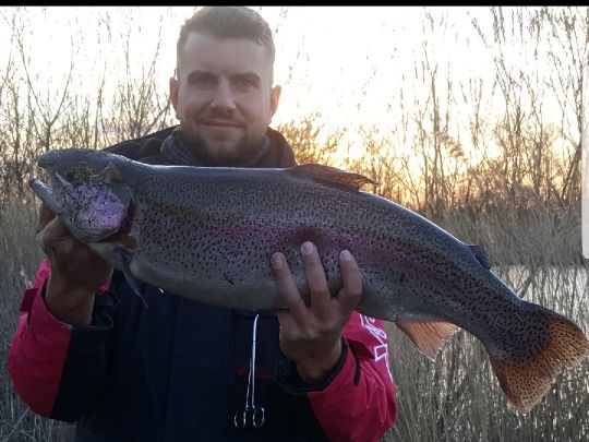 Regenbogenforelle