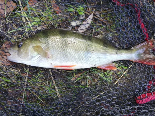 Flussbarsch