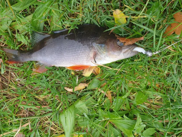 Flussbarsch