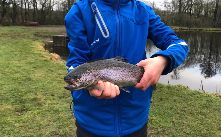 Regenbogenforelle