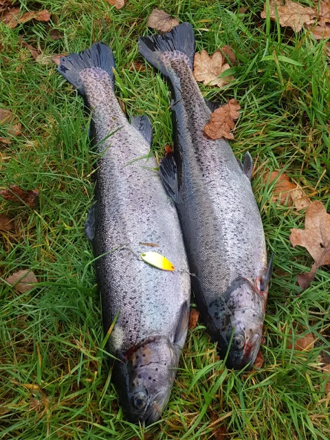 Regenbogenforelle