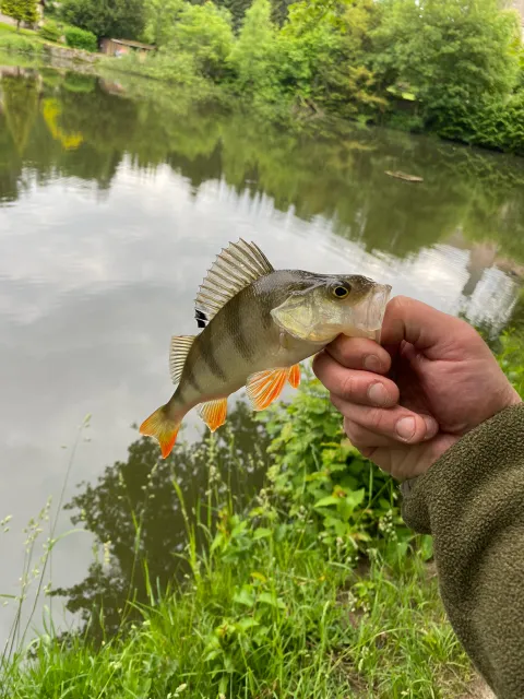 Flussbarsch