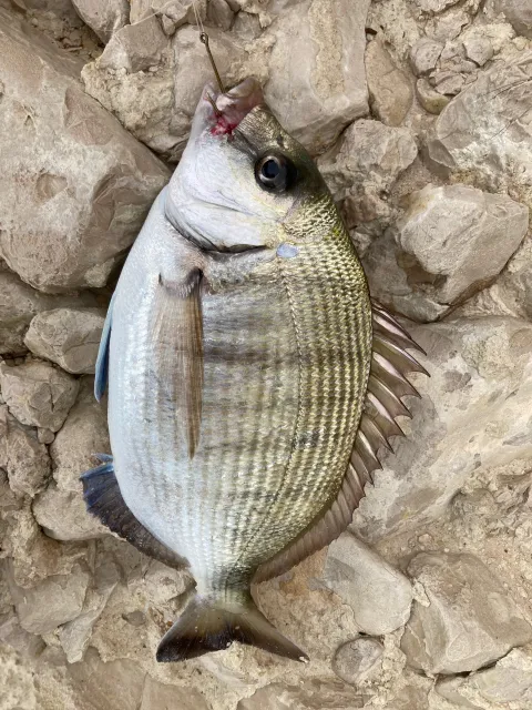 Dorade