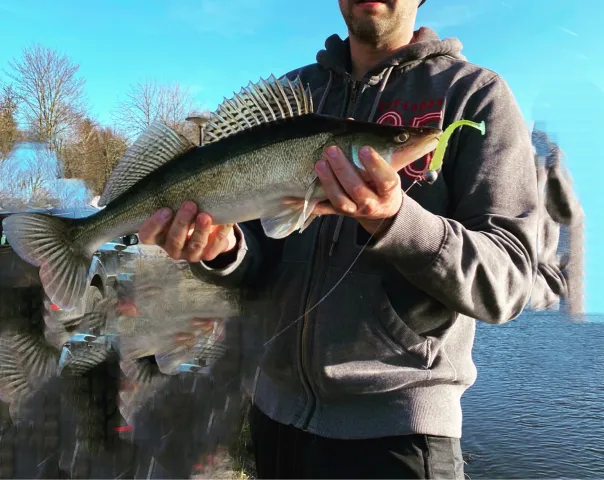 Zander