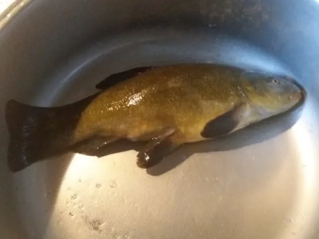 Schleie