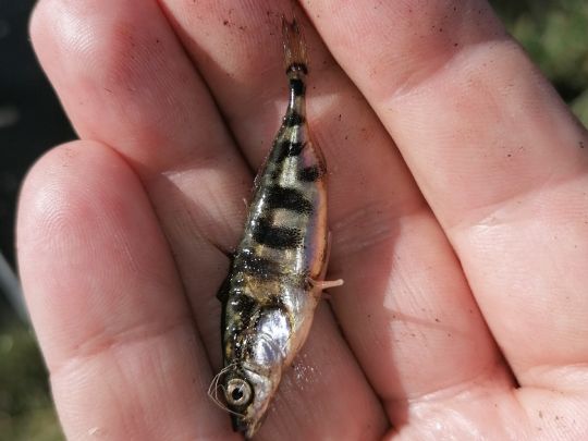 Dreistachliger Stichling