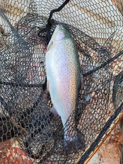 Regenbogenforelle