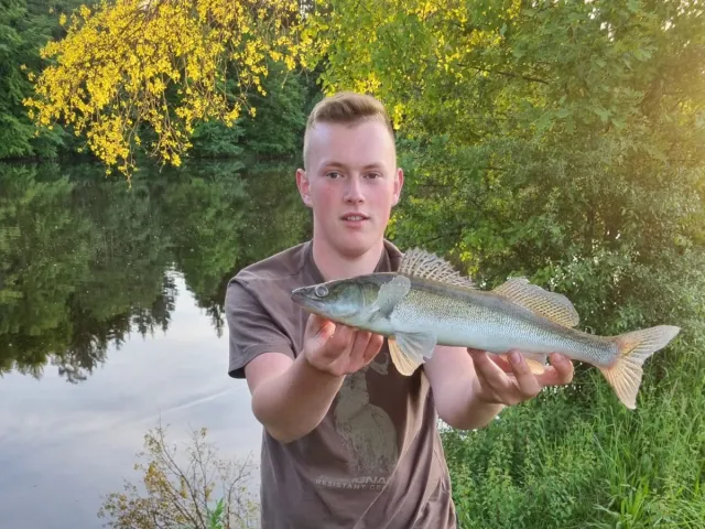 Zander