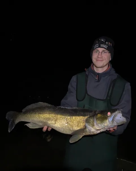 Zander