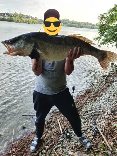 Zander