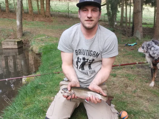 Bachsaibling