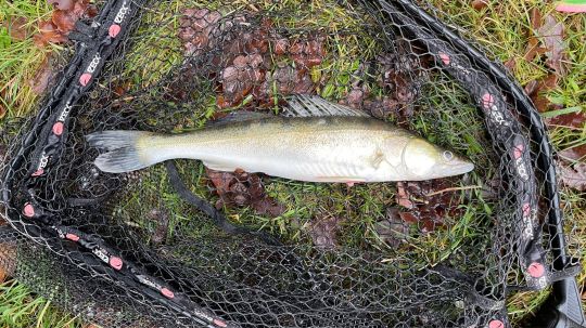 Zander