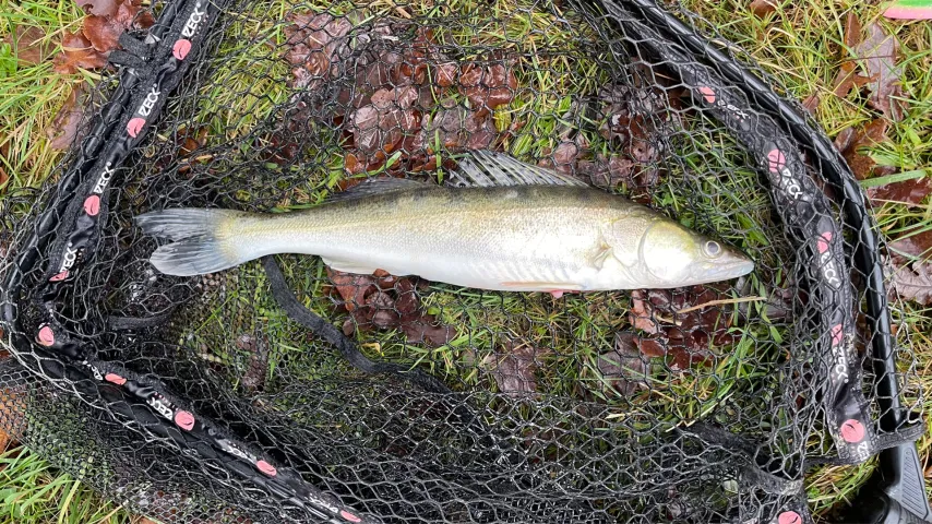 Zander