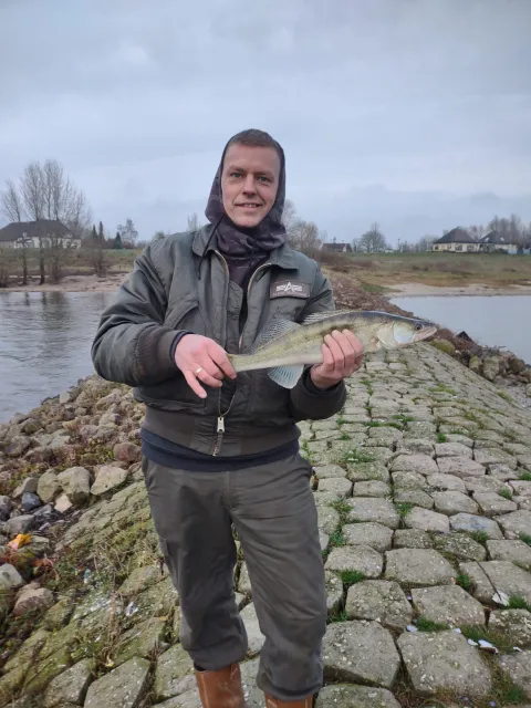 Zander
