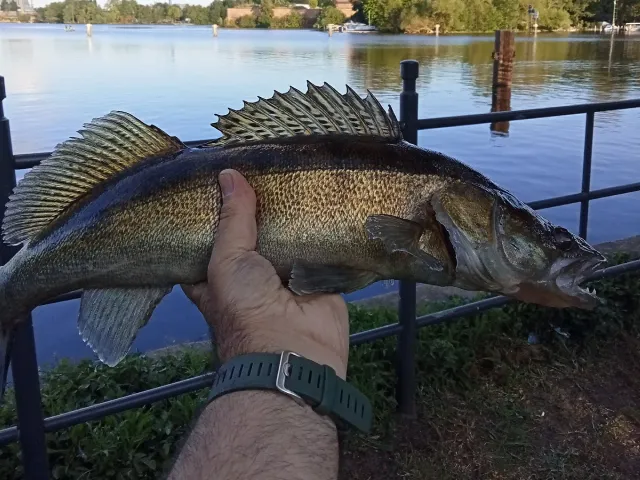 Zander