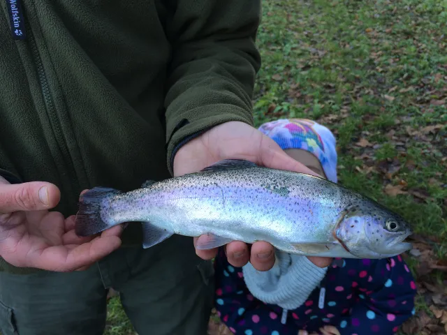 Regenbogenforelle