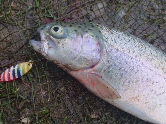 Regenbogenforelle