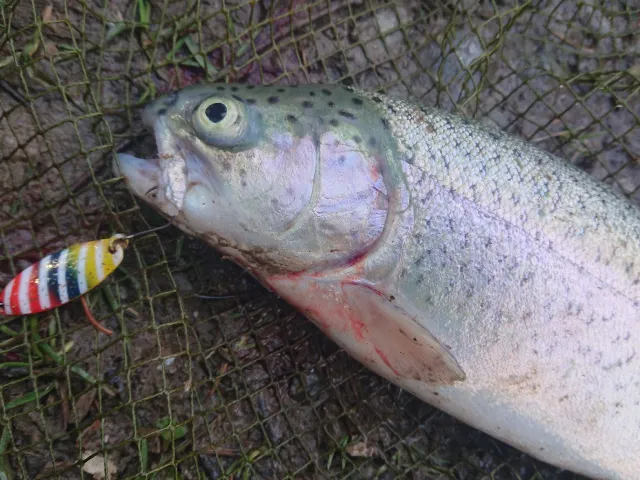 Regenbogenforelle