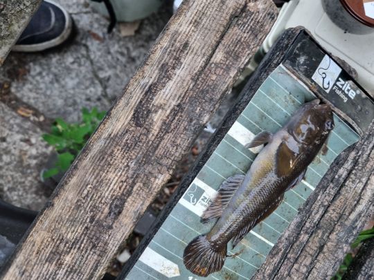 Schwarzmund-Grundel-3