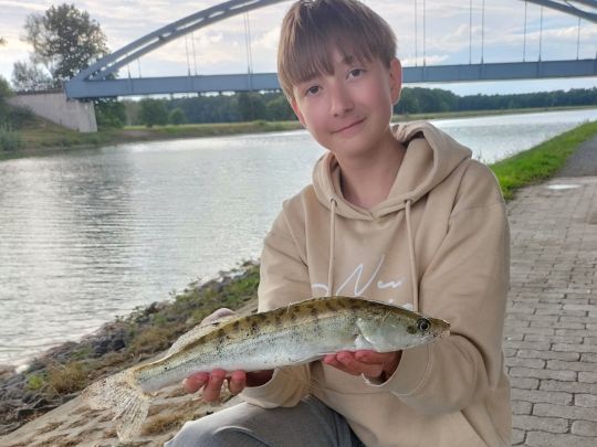 Zander