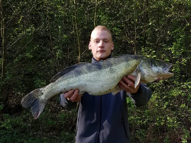 Zander