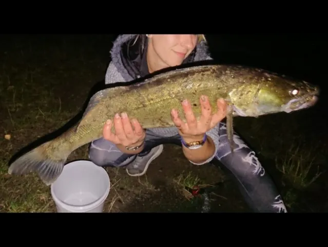Zander