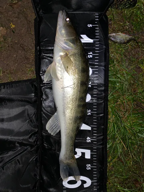 Zander