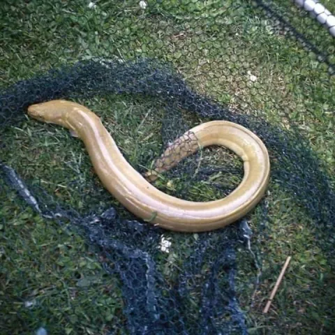 Aal