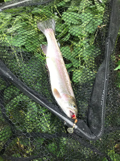 Regenbogenforelle