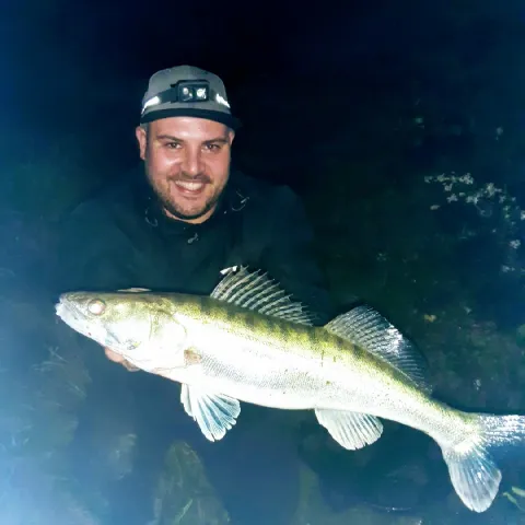 Zander