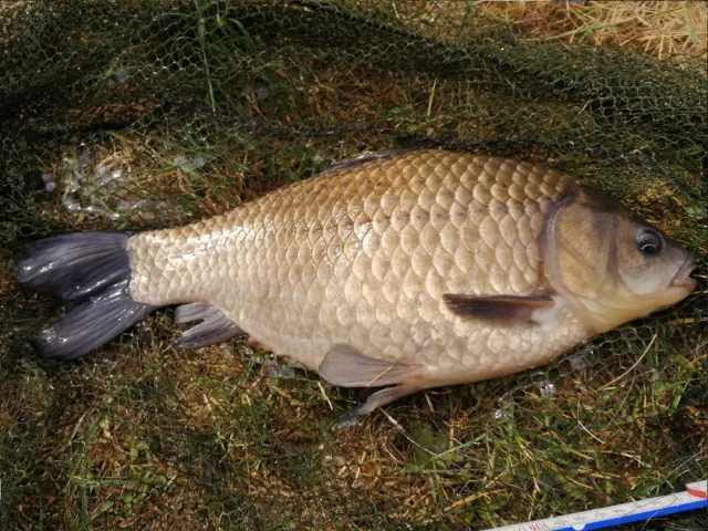 Karausche
