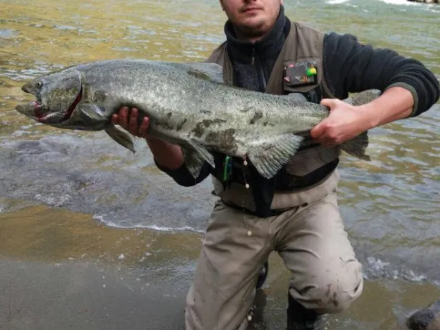 Lachs