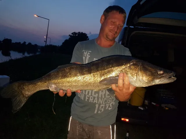Zander