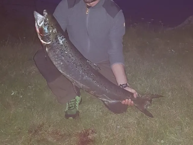 Lachs