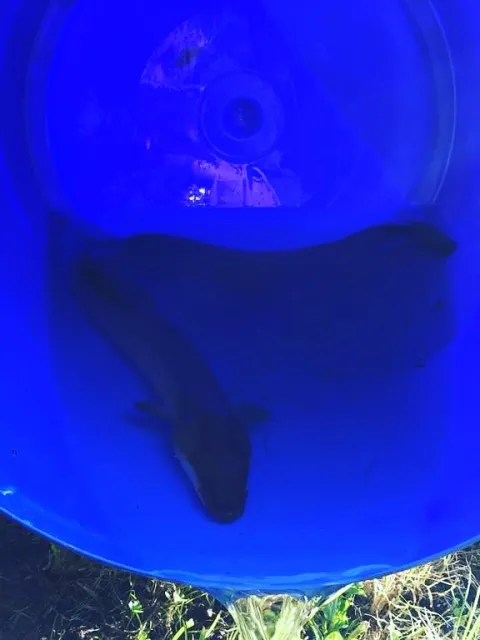 Aal