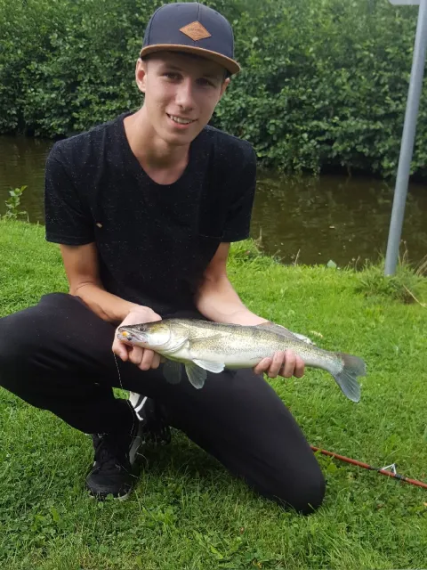 Zander