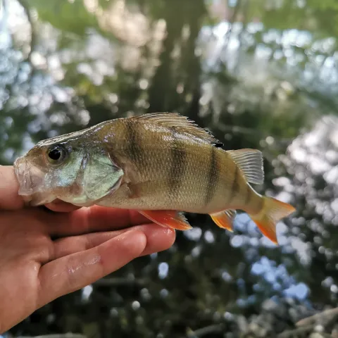 Flussbarsch