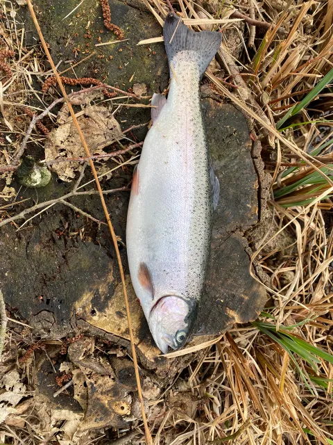 Regenbogenforelle