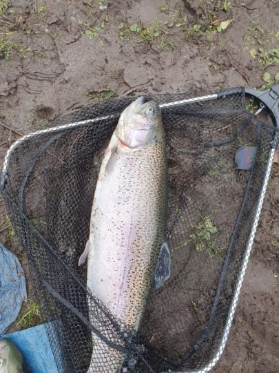 Regenbogenforelle