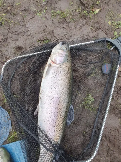 Regenbogenforelle