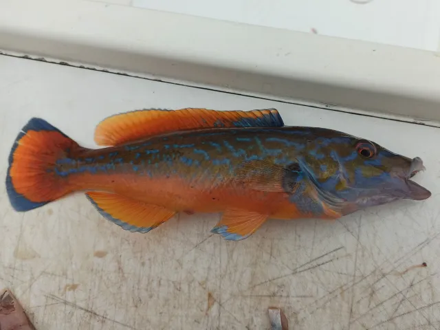 Lippfisch