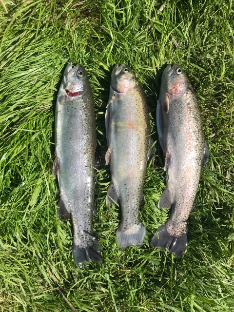 Regenbogenforelle