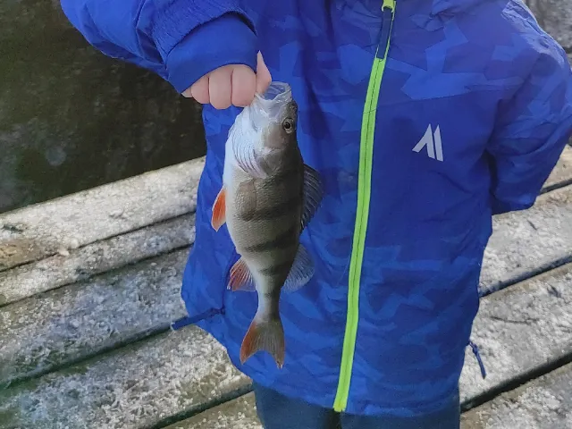 Flussbarsch