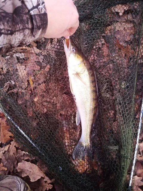 Zander