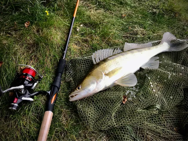 Zander