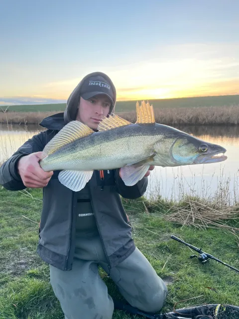 Zander