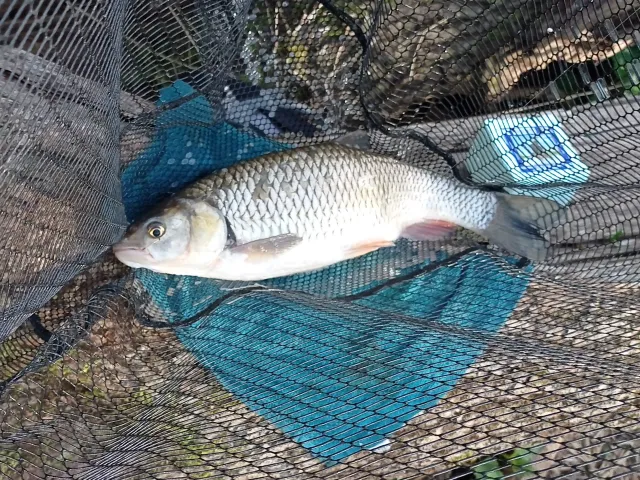 Döbel